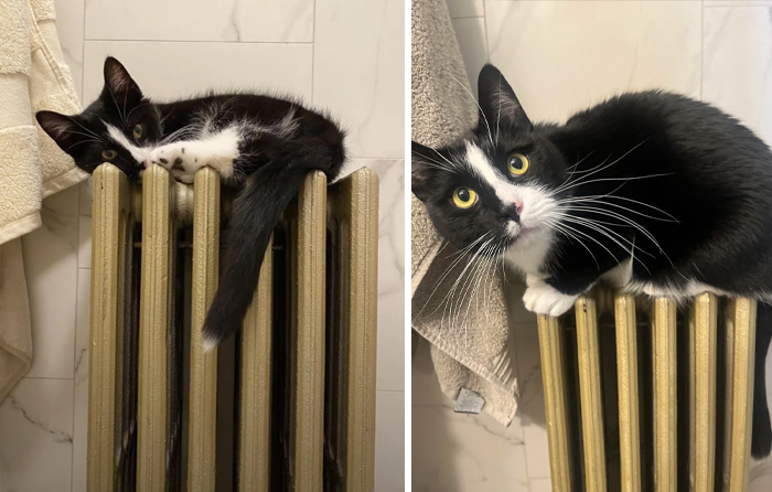 139 Pics Of Cute, Smol, Majestic And Charming Cats To Heal Your Soul