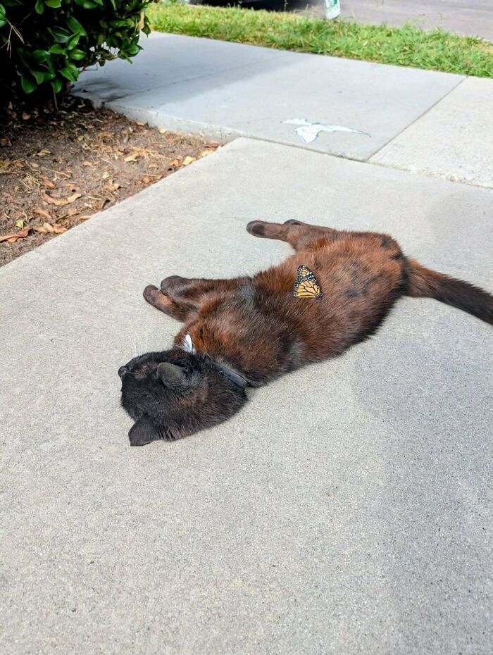 139 Pics Of Cute, Smol, Majestic And Charming Cats To Heal Your Soul