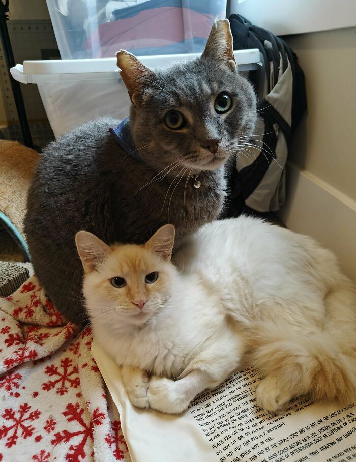 139 Pics Of Cute, Smol, Majestic And Charming Cats To Heal Your Soul