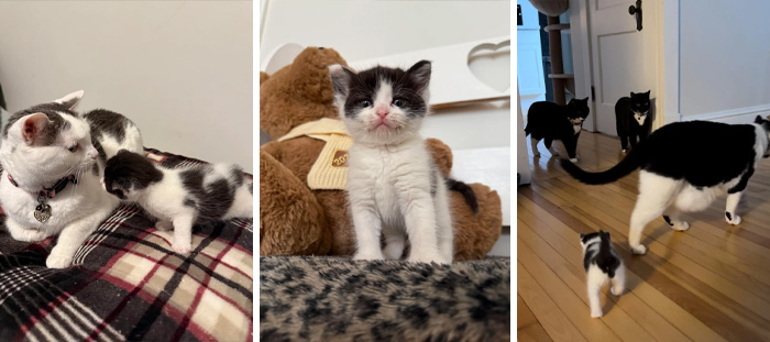 139 Pics Of Cute, Smol, Majestic And Charming Cats To Heal Your Soul