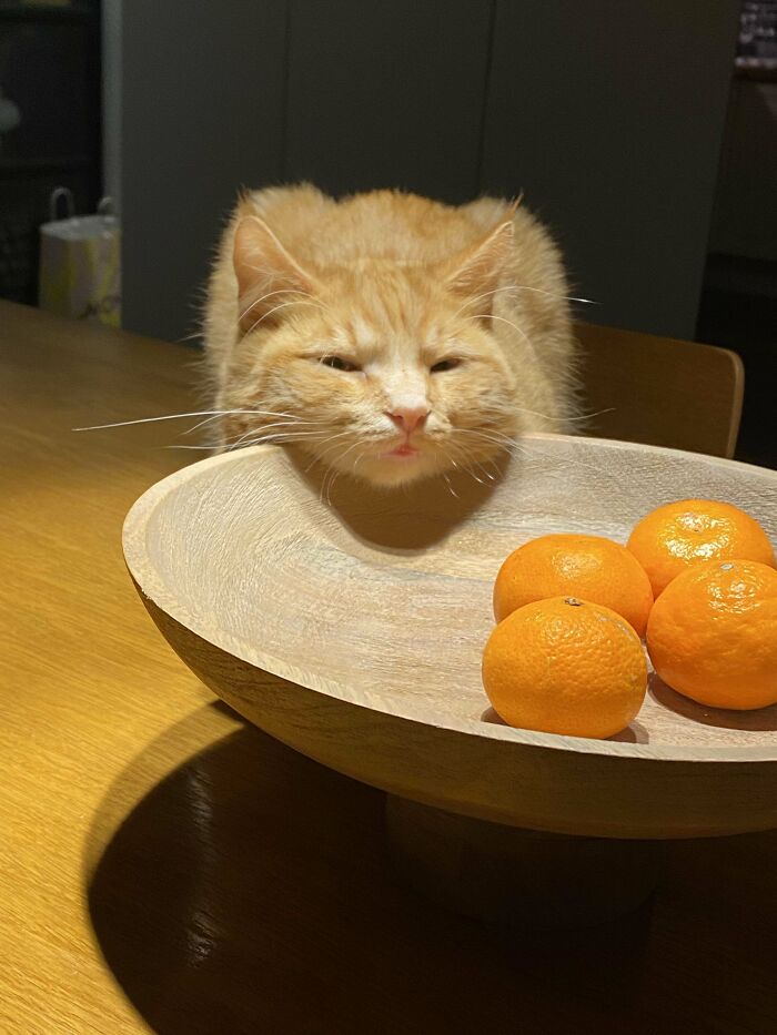 139 Pics Of Cute, Smol, Majestic And Charming Cats To Heal Your Soul