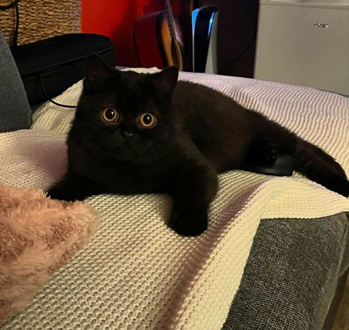 139 Pics Of Cute, Smol, Majestic And Charming Cats To Heal Your Soul