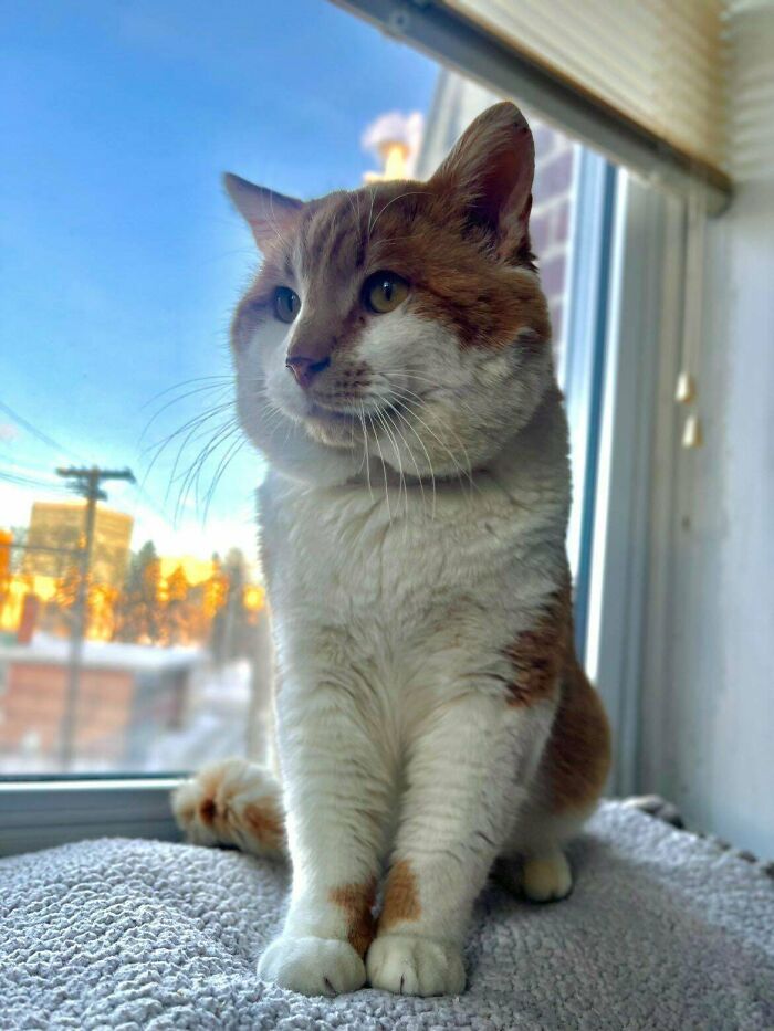 139 Pics Of Cute, Smol, Majestic And Charming Cats To Heal Your Soul