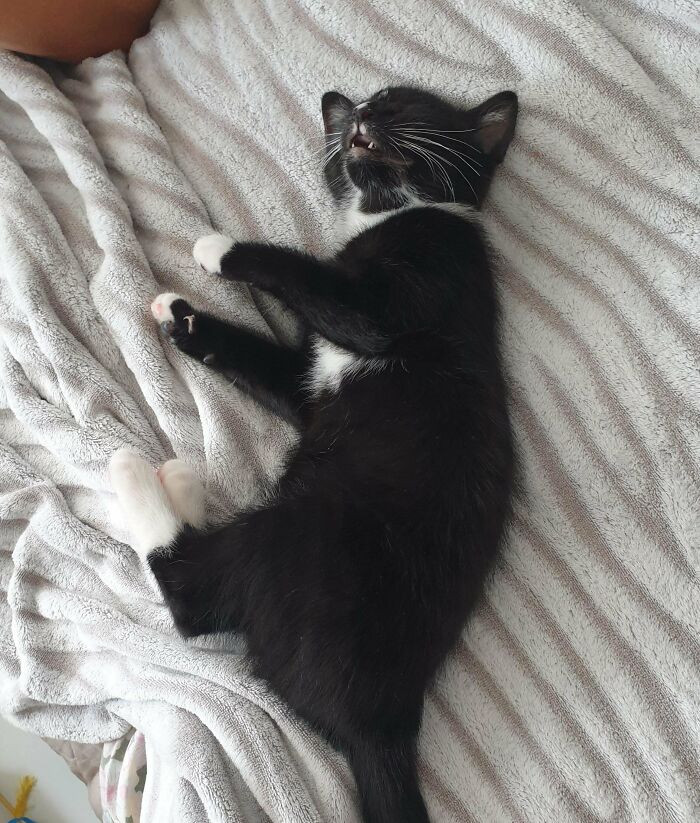 139 Pics Of Cute, Smol, Majestic And Charming Cats To Heal Your Soul