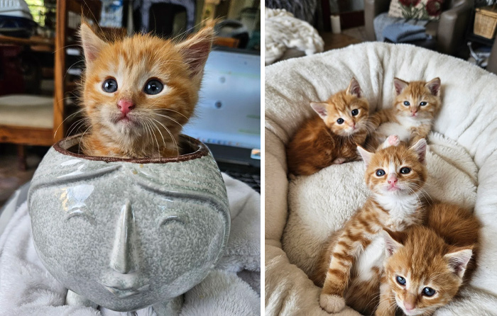 139 Pics Of Cute, Smol, Majestic And Charming Cats To Heal Your Soul