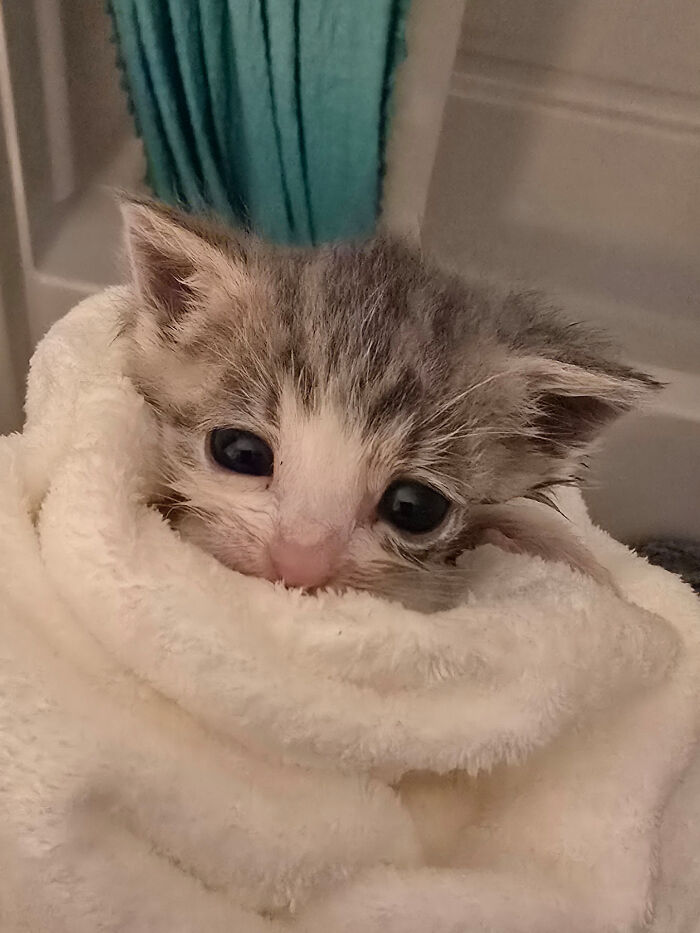 139 Pics Of Cute, Smol, Majestic And Charming Cats To Heal Your Soul