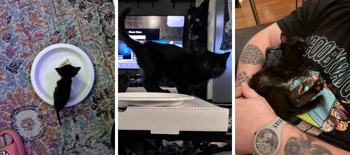 139 Pics Of Cute, Smol, Majestic And Charming Cats To Heal Your Soul