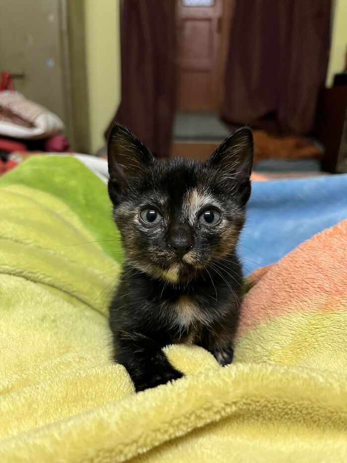 139 Pics Of Cute, Smol, Majestic And Charming Cats To Heal Your Soul