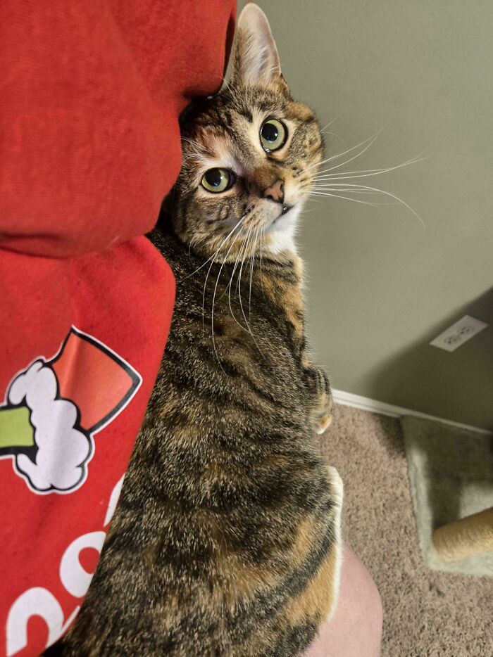 139 Pics Of Cute, Smol, Majestic And Charming Cats To Heal Your Soul
