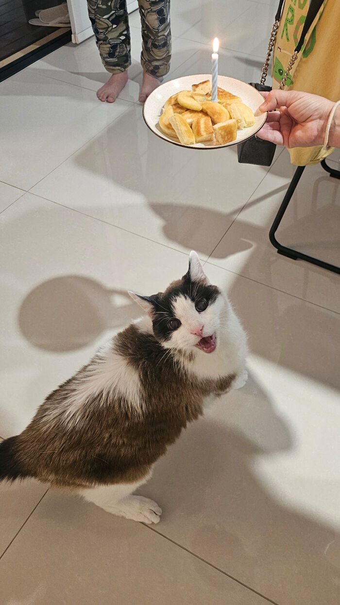 139 Pics Of Cute, Smol, Majestic And Charming Cats To Heal Your Soul
