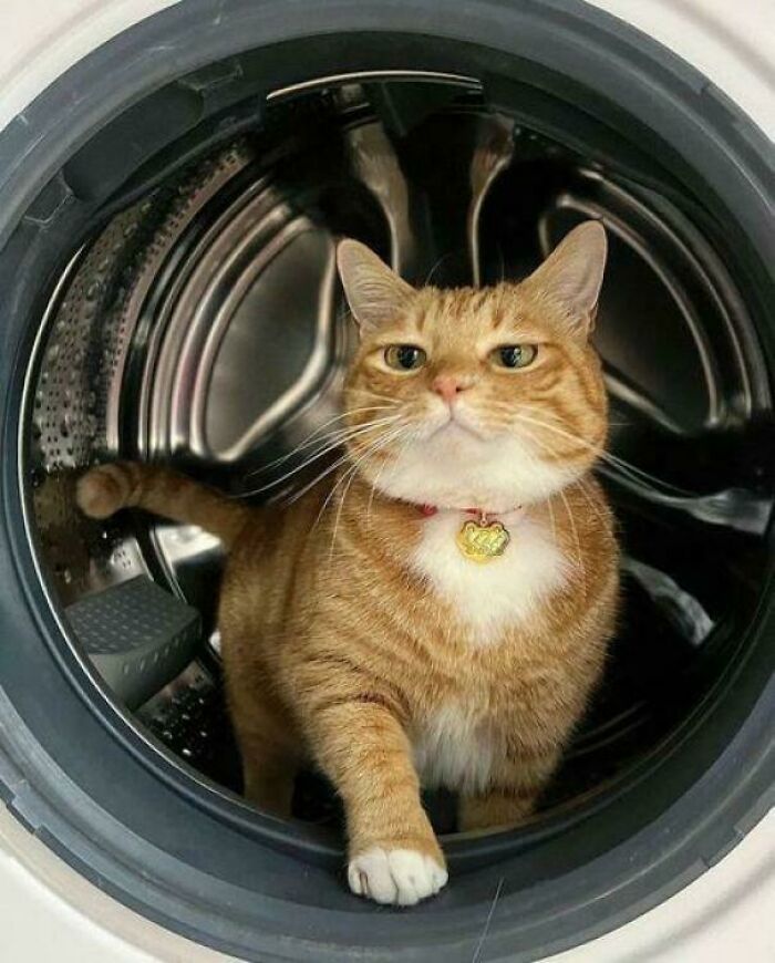 139 Pics Of Cute, Smol, Majestic And Charming Cats To Heal Your Soul