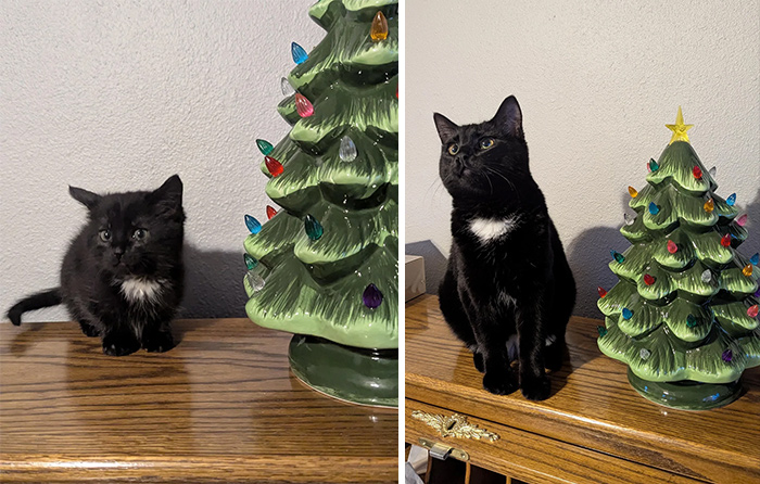 139 Pics Of Cute, Smol, Majestic And Charming Cats To Heal Your Soul