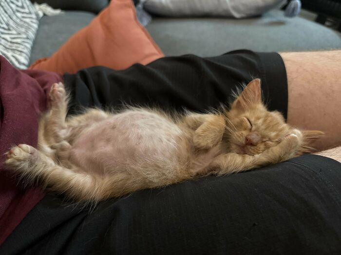 139 Pics Of Cute, Smol, Majestic And Charming Cats To Heal Your Soul
