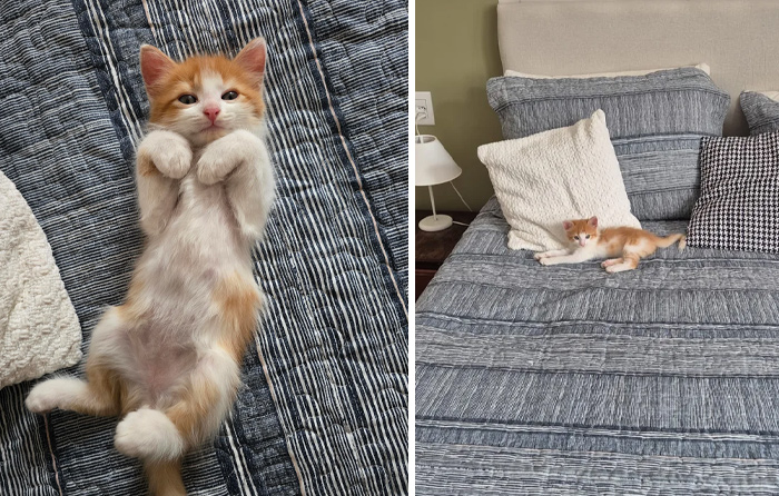 139 Pics Of Cute, Smol, Majestic And Charming Cats To Heal Your Soul