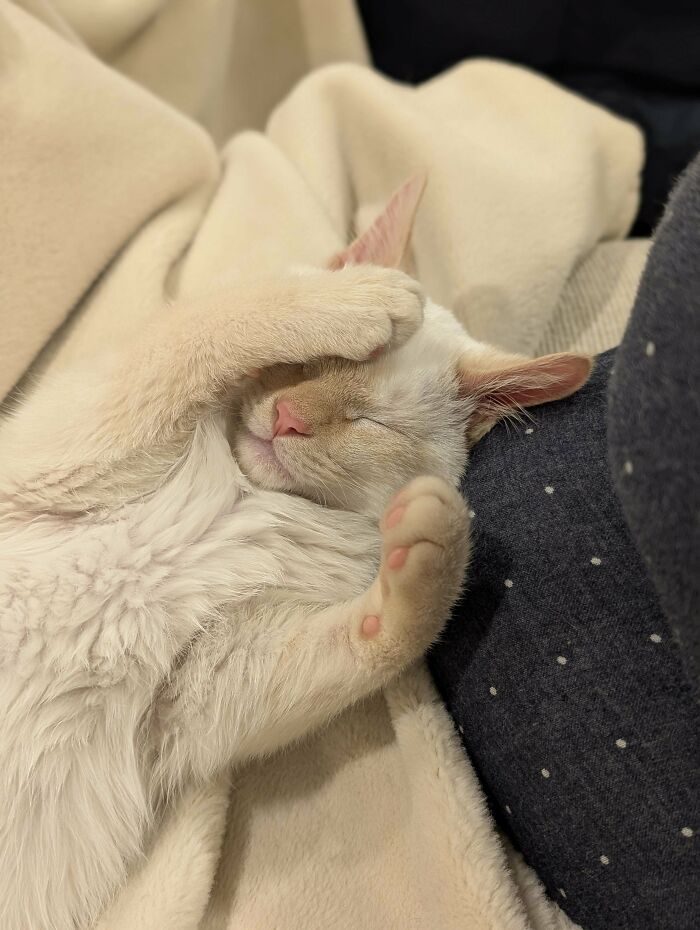 139 Pics Of Cute, Smol, Majestic And Charming Cats To Heal Your Soul
