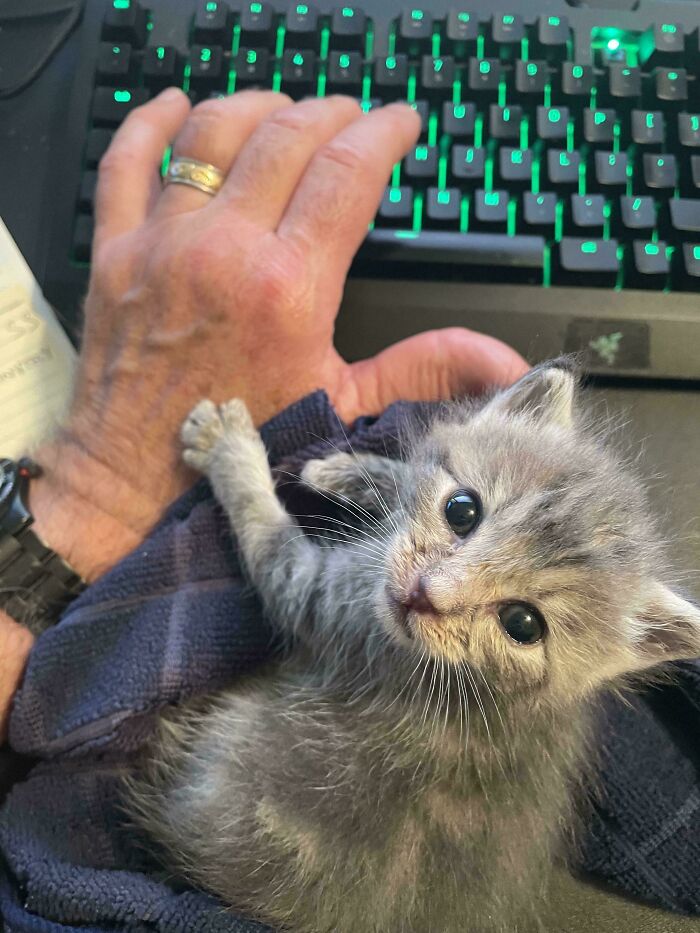 139 Pics Of Cute, Smol, Majestic And Charming Cats To Heal Your Soul
