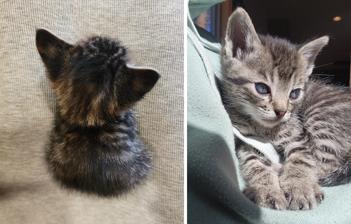 139 Pics Of Cute, Smol, Majestic And Charming Cats To Heal Your Soul