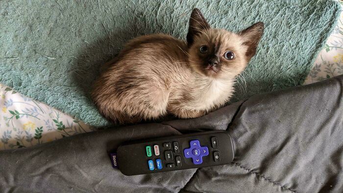 139 Pics Of Cute, Smol, Majestic And Charming Cats To Heal Your Soul