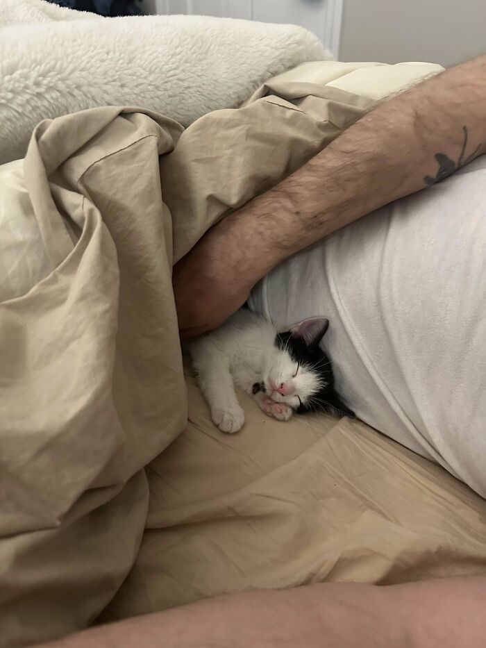 139 Pics Of Cute, Smol, Majestic And Charming Cats To Heal Your Soul