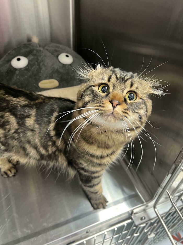 139 Pics Of Cute, Smol, Majestic And Charming Cats To Heal Your Soul
