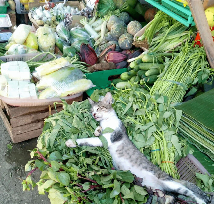 139 Pics Of Cute, Smol, Majestic And Charming Cats To Heal Your Soul