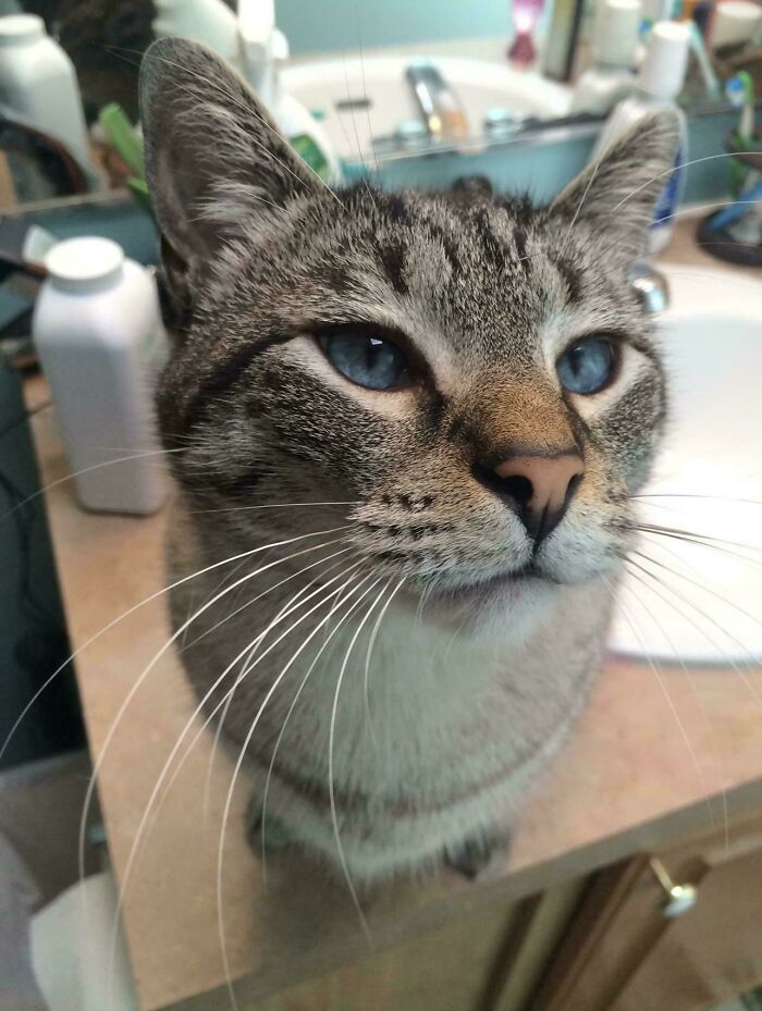 139 Pics Of Cute, Smol, Majestic And Charming Cats To Heal Your Soul