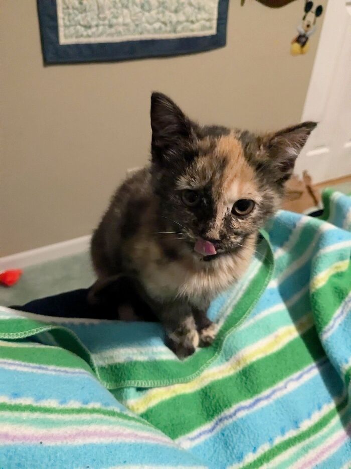 139 Pics Of Cute, Smol, Majestic And Charming Cats To Heal Your Soul