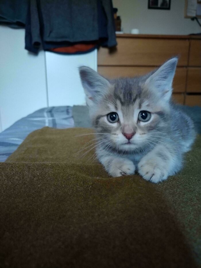 139 Pics Of Cute, Smol, Majestic And Charming Cats To Heal Your Soul