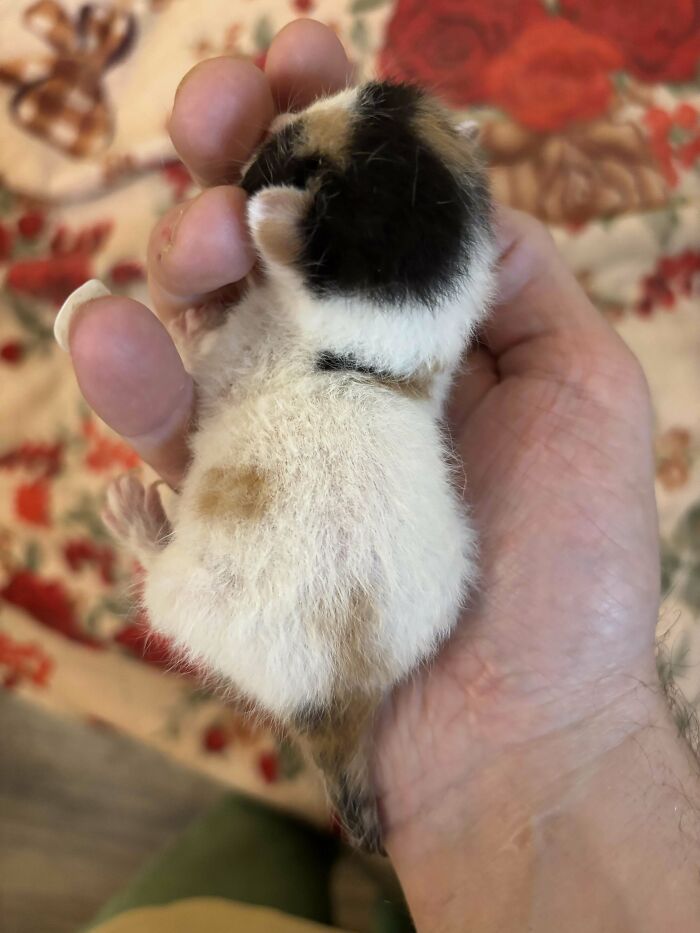139 Pics Of Cute, Smol, Majestic And Charming Cats To Heal Your Soul