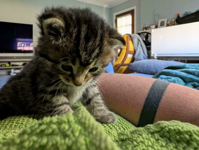 139 Pics Of Cute, Smol, Majestic And Charming Cats To Heal Your Soul