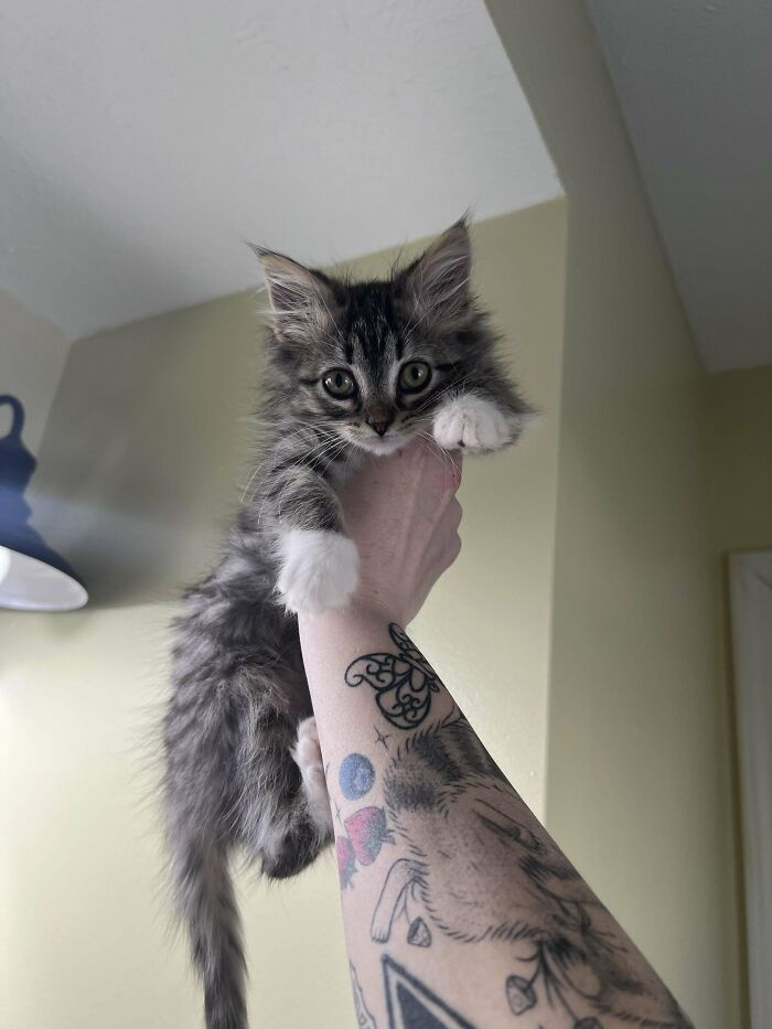 139 Pics Of Cute, Smol, Majestic And Charming Cats To Heal Your Soul