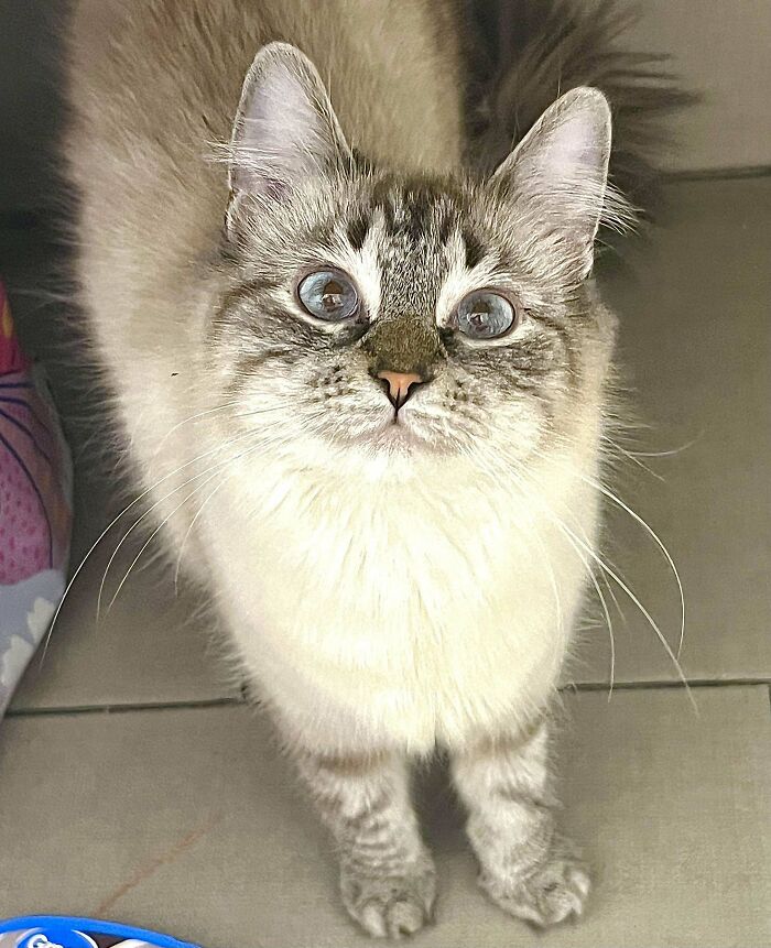 139 Pics Of Cute, Smol, Majestic And Charming Cats To Heal Your Soul