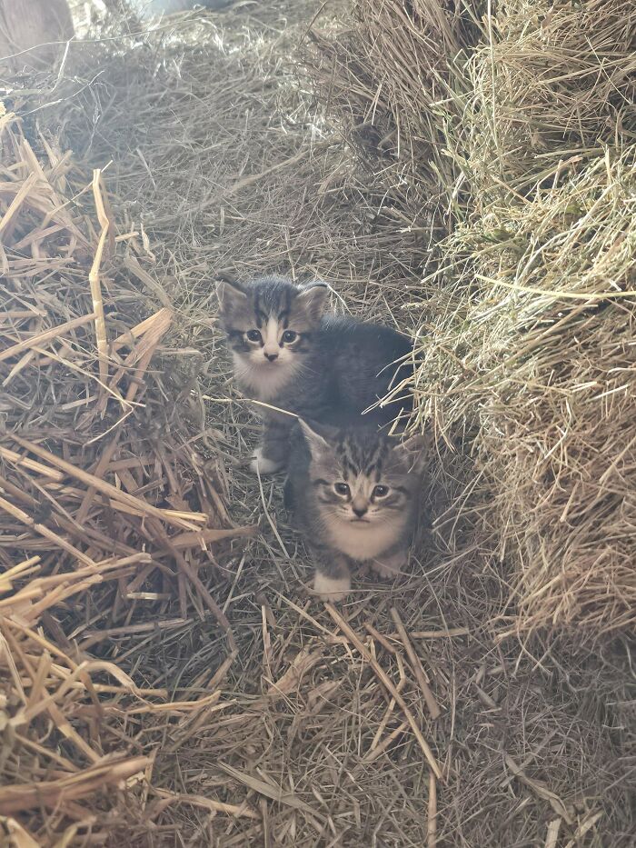 139 Pics Of Cute, Smol, Majestic And Charming Cats To Heal Your Soul