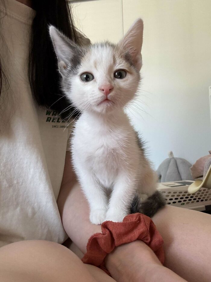139 Pics Of Cute, Smol, Majestic And Charming Cats To Heal Your Soul