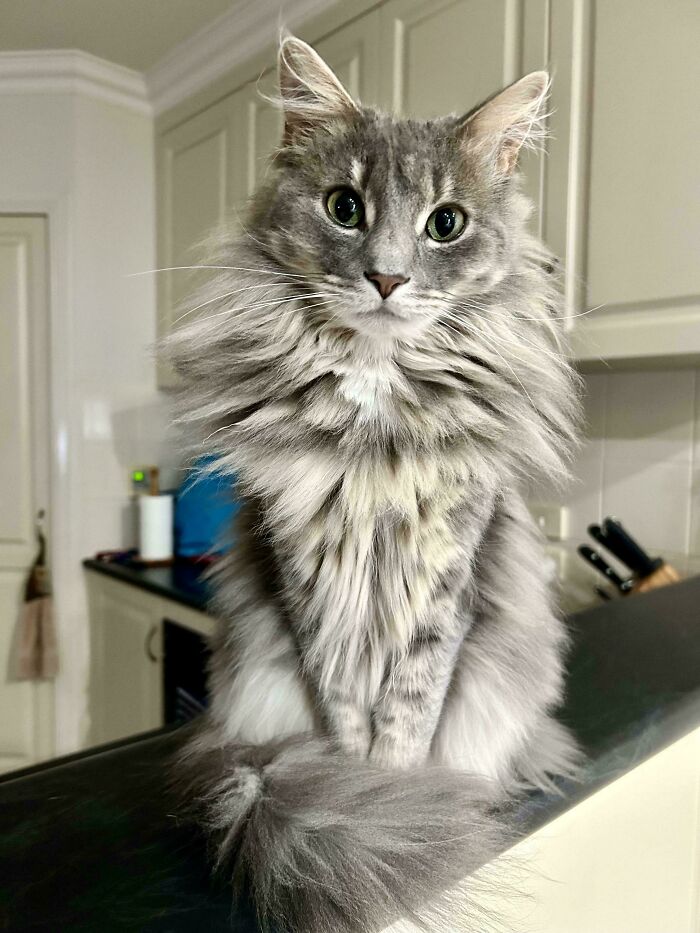 139 Pics Of Cute, Smol, Majestic And Charming Cats To Heal Your Soul
