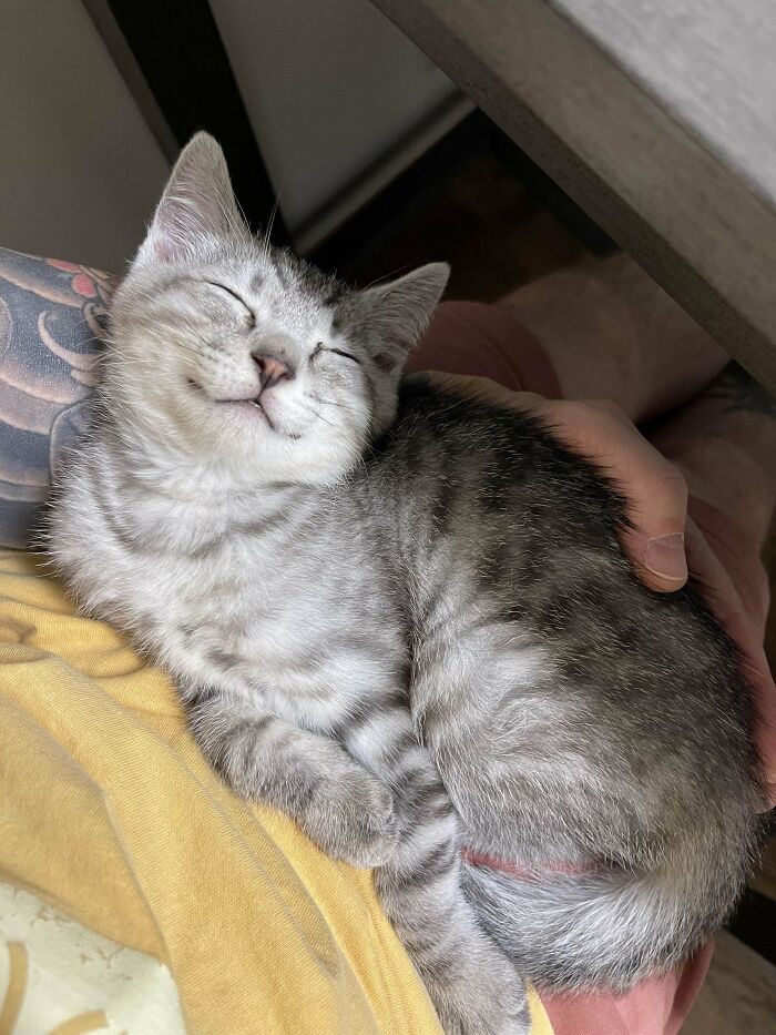 139 Pics Of Cute, Smol, Majestic And Charming Cats To Heal Your Soul