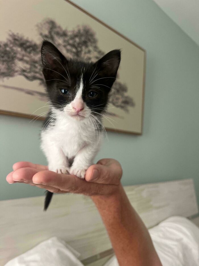 139 Pics Of Cute, Smol, Majestic And Charming Cats To Heal Your Soul
