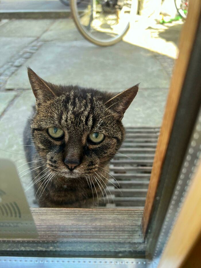 139 Pics Of Cute, Smol, Majestic And Charming Cats To Heal Your Soul