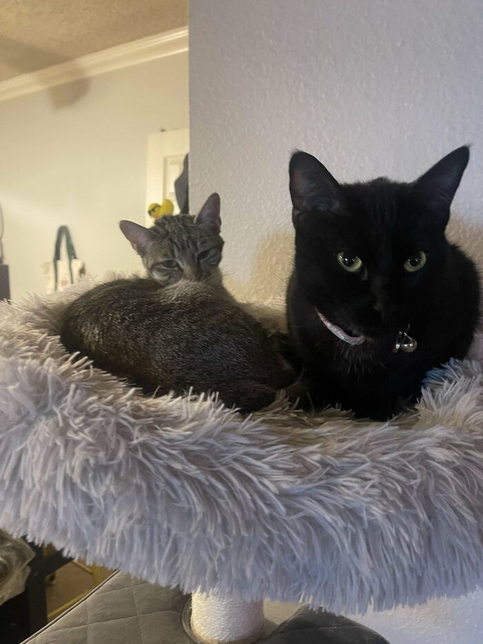 139 Pics Of Cute, Smol, Majestic And Charming Cats To Heal Your Soul