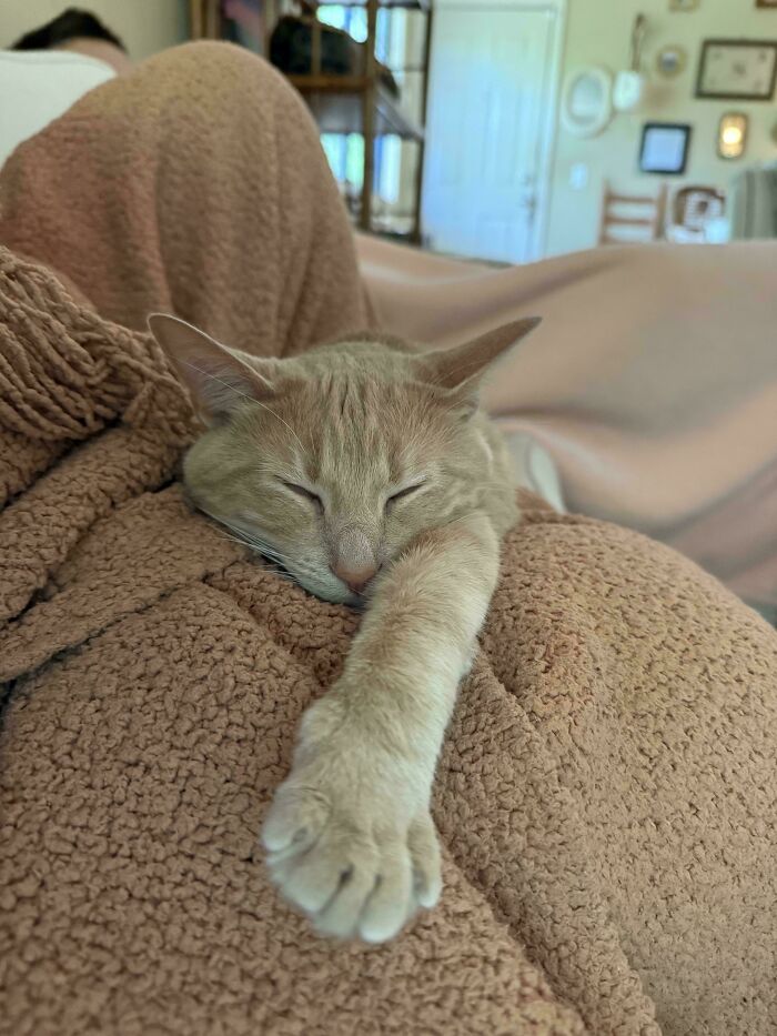 139 Pics Of Cute, Smol, Majestic And Charming Cats To Heal Your Soul