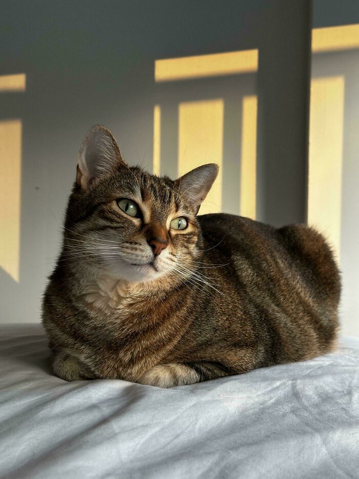 139 Pics Of Cute, Smol, Majestic And Charming Cats To Heal Your Soul
