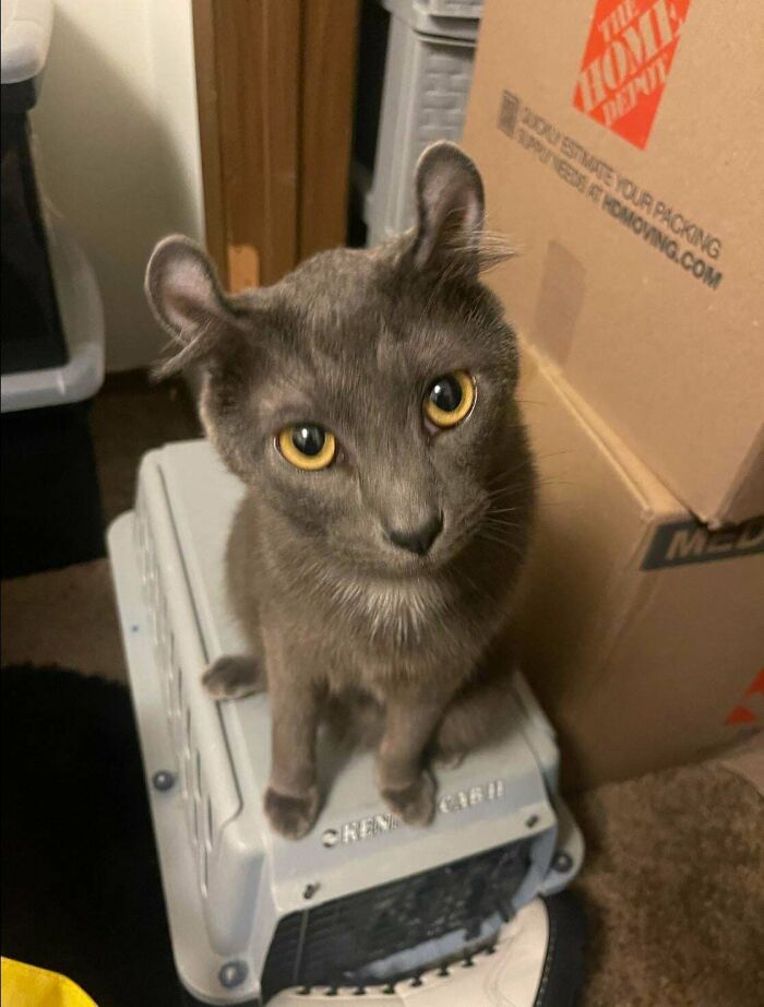 139 Pics Of Cute, Smol, Majestic And Charming Cats To Heal Your Soul