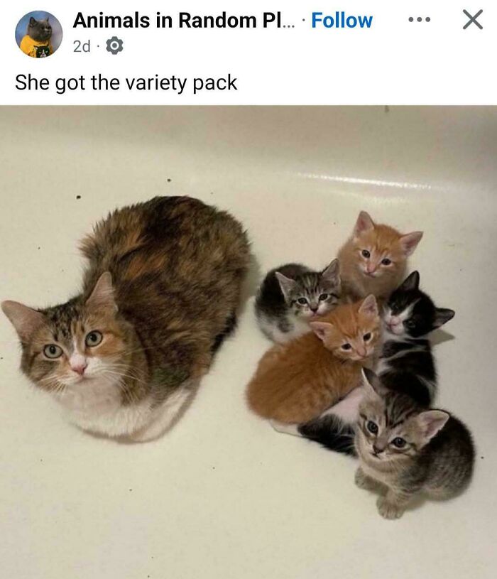 139 Pics Of Cute, Smol, Majestic And Charming Cats To Heal Your Soul