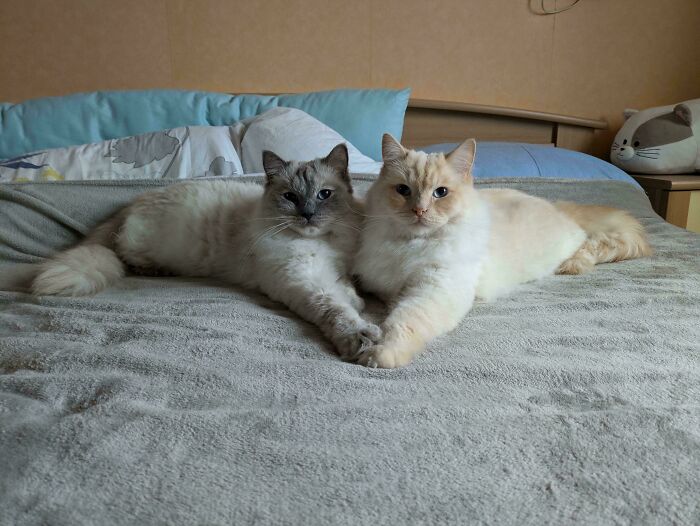 139 Pics Of Cute, Smol, Majestic And Charming Cats To Heal Your Soul
