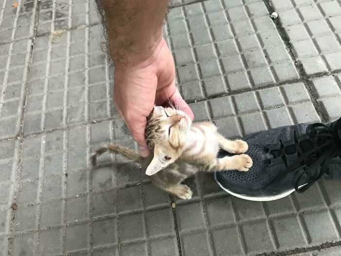 139 Pics Of Cute, Smol, Majestic And Charming Cats To Heal Your Soul