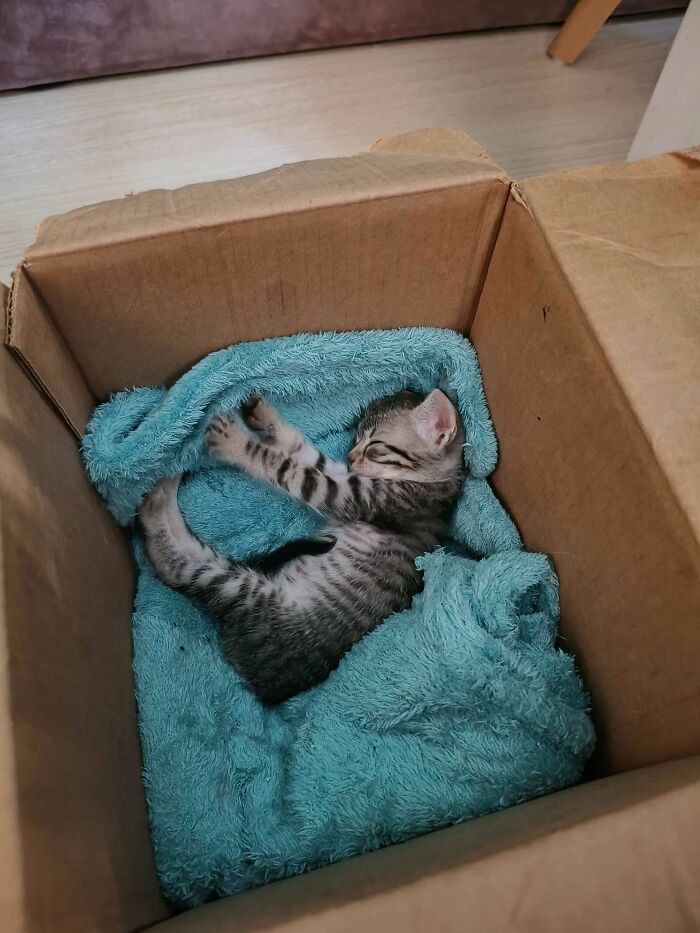 139 Pics Of Cute, Smol, Majestic And Charming Cats To Heal Your Soul