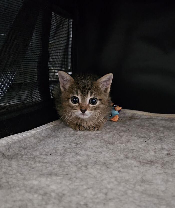 139 Pics Of Cute, Smol, Majestic And Charming Cats To Heal Your Soul