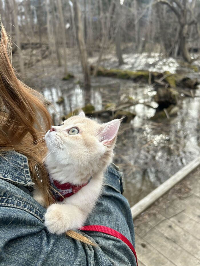 139 Pics Of Cute, Smol, Majestic And Charming Cats To Heal Your Soul