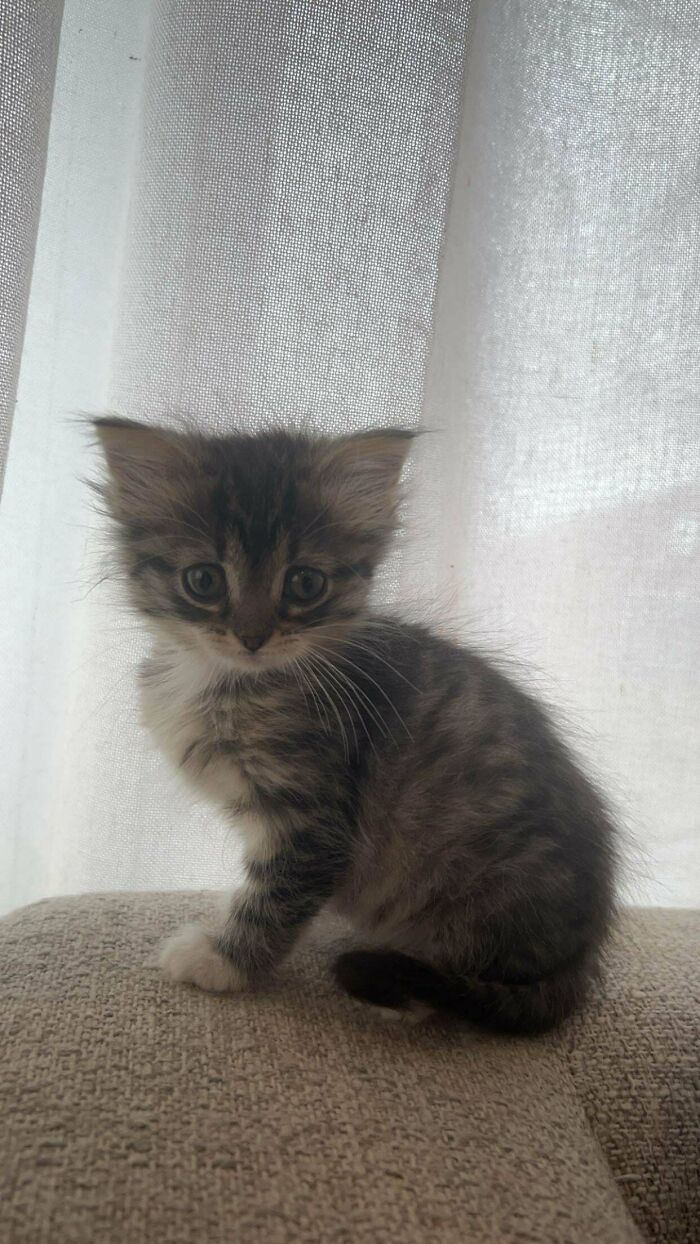 139 Pics Of Cute, Smol, Majestic And Charming Cats To Heal Your Soul