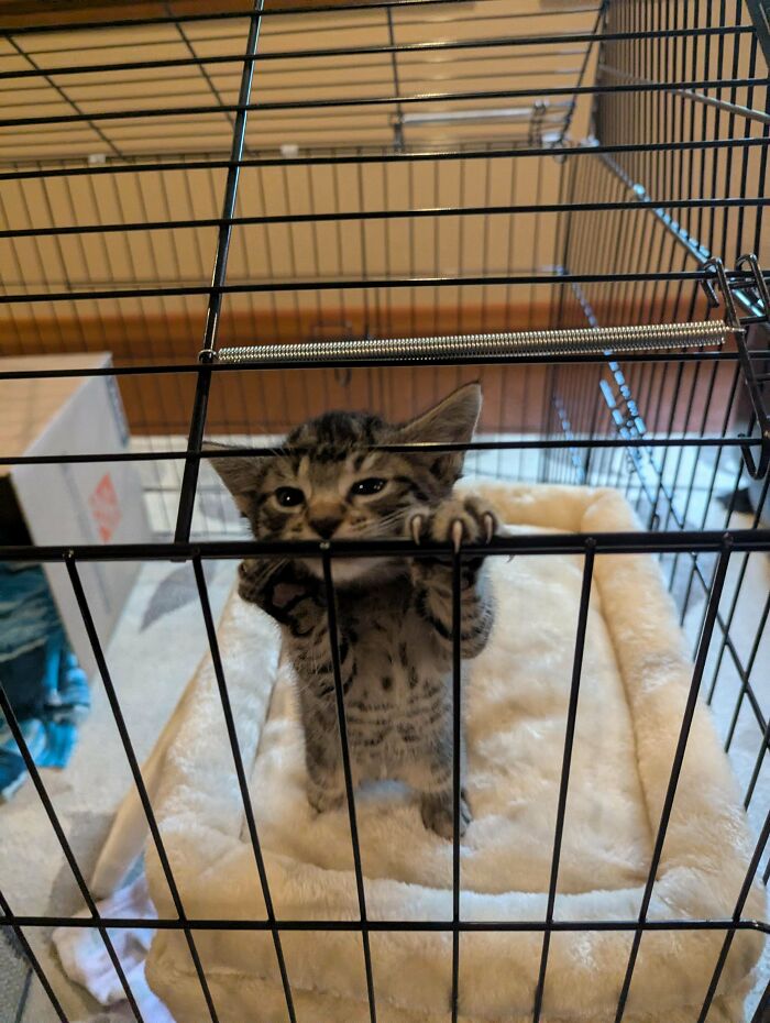 139 Pics Of Cute, Smol, Majestic And Charming Cats To Heal Your Soul